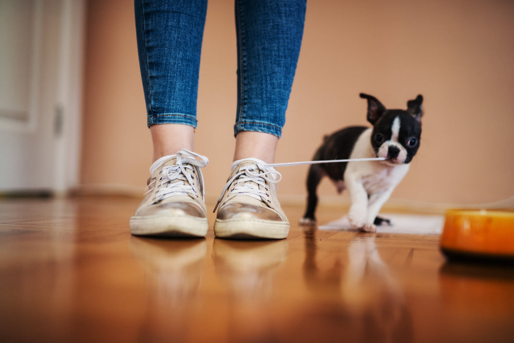 The Case Against Dog & Cat Shoes: Why Our Four-Legged Friends Are Better Off Without Them