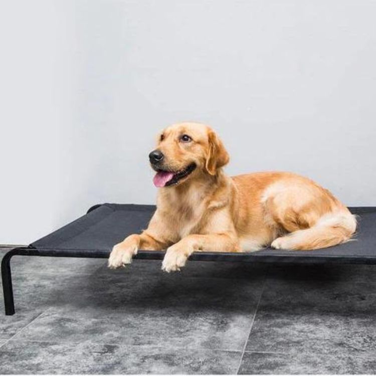 Portable Elevated Dog Bed | Elevated dog beds