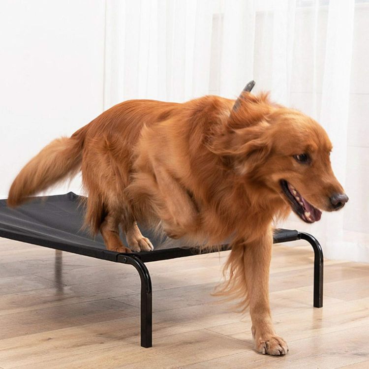 large elevated dog bed | dog bed