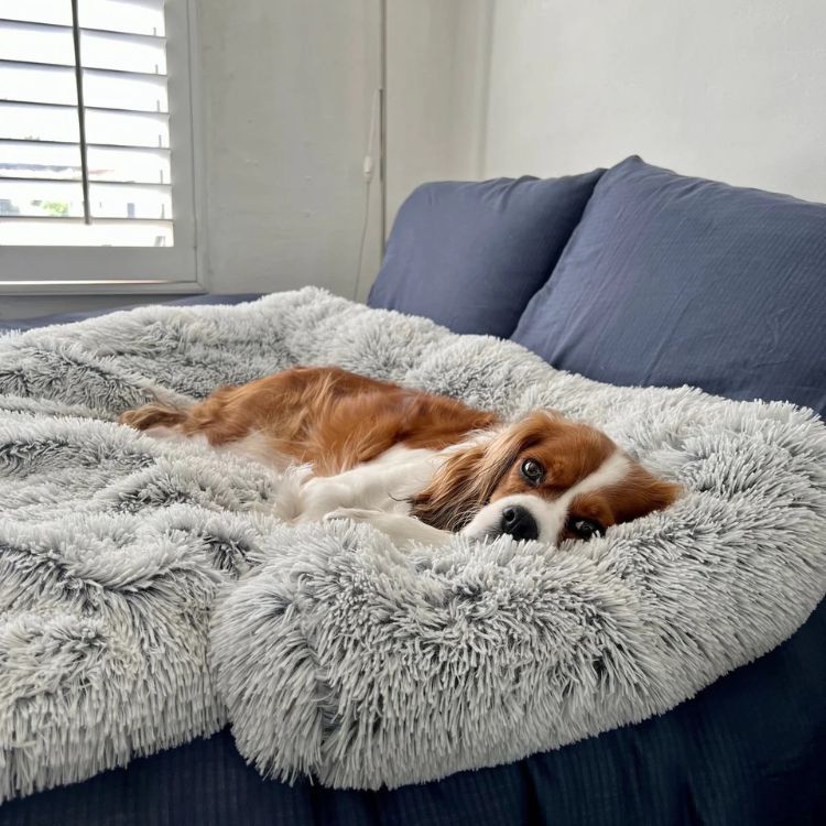 Calming dog beds | Pawsi Clawsi